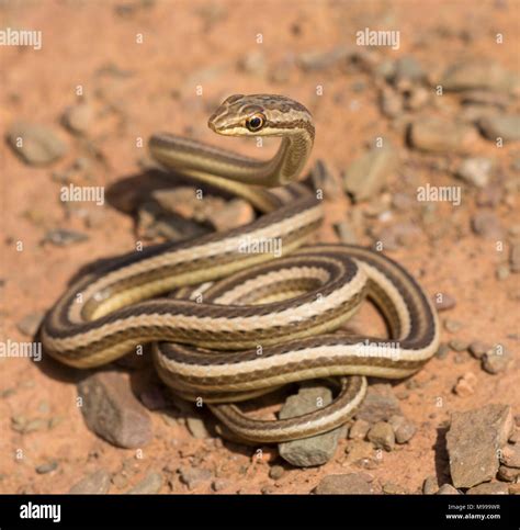 Sand Racer .
